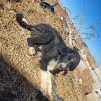 واگذاری توله قهدریجانی|سگ|عسگران, |دیوار