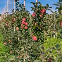 فروش ویژه پایه کشتبافتی سیب ملورین|خدمات باغبانی و درختکاری|سردشت, |دیوار