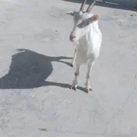 یک عدد بز سانن با کلر پاکستانی باکهره|حیوانات مزرعه|شیراز, شهرک مدرس|دیوار