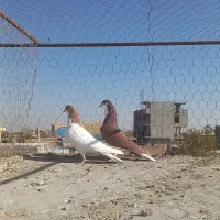 کبوتر کفتر خوشرنگ سرخ وشسطی زرد|پرنده|شال, |دیوار