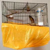 قناری سوخته نر دارچینی|پرنده|صباشهر, |دیوار