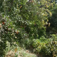 مورد خرید فروش ملک