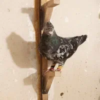 سرور بهبونی|پرنده|شیراز, پودنک|دیوار