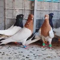 15تا ماده کله