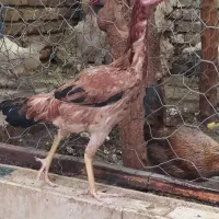 مرغ لاری