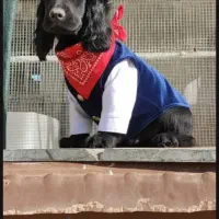 کوکر اسپانیل