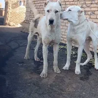 واگذاری سگ نر