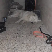 سگ اشپیتز|سگ|اهواز, کیانپارس |دیوار