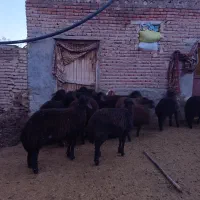 بره قزل افشار