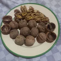 گردوی تازه پر چرب سفید و پوست کاغذی