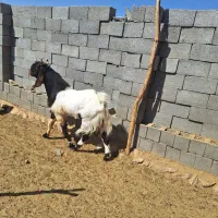 معاوضه نری پاکستانی|حیوانات مزرعه|رستاق, |دیوار