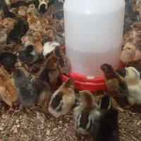 جوجه مرغ یک هفته ای|حیوانات مزرعه|سبزوار, قاضی زاد|دیوار