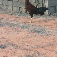 خروس لاری|حیوانات مزرعه|آذرشهر, |دیوار