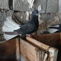 کبوتر دم سفید