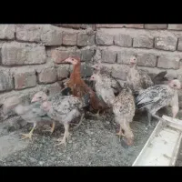 10عدد جوجه مرغ