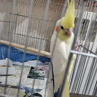 عروس هلندی جفت نر و ماده