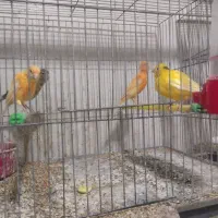 ۴عددقناری ۲۵۰۰مقطوع   آیهان|پرنده|خوی, |دیوار