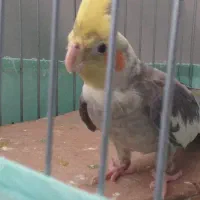 عروس هلندی نر
