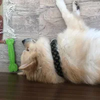 میکس پامر و اشپیدز|سگ|تهران, سوهانک|دیوار