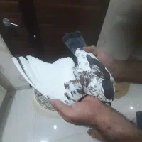 کفتر افغانی افشون|پرنده|پاکدشت, پاکدشت (مامازند)|دیوار