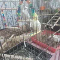 فروش پرنده