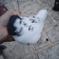 فروش3 کبوتر|پرنده|مهدی شهر, |دیوار