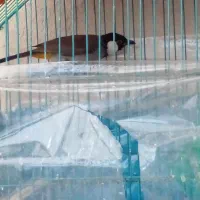 سهره اهوازی با قفس