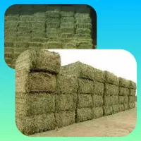 کاه لوبیا مختار