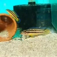 انواع ماهی های تانگانیکا|ماهی|تهران, اکباتان|دیوار