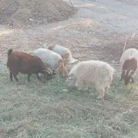 بز نری چپشت نژاد دار ابستن|حیوانات مزرعه|جیرفت, |دیوار