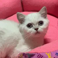 بچه گربه بریتیش