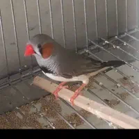 فنچ زبرا|پرنده|شیراز, کوشک میدان|دیوار