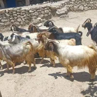 یک کهره نر