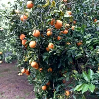 فروش پرتقال تامسون و خونی ۲۰تون|خوردنی و آشامیدنی|نشتارود, |دیوار