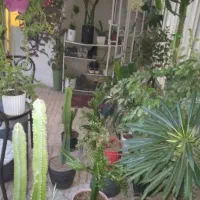 گل های زیبا و گلدان برند کیا گالری|گل و گیاه طبیعی|تهران, هرندی|دیوار