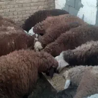 بره نر پای پروار(دامداری برادران اکبرپور)|حیوانات مزرعه|مشهد, توس فردوسی|دیوار