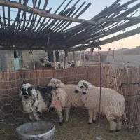 بره نروماده|حیوانات مزرعه|بافت, |دیوار