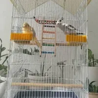 عروس هلندی دستی|پرنده|شیراز, فاضل|دیوار