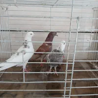 10 عدد کبوتر غریبگیری همه باهم یک میلیون دیویست|پرنده|ماهدشت, |دیوار