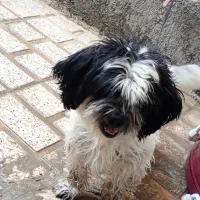 شیتزو|سگ|هرسین, |دیوار