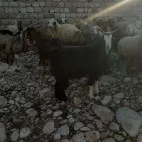 فروش۳۰راس بز|حیوانات مزرعه|اندیمشک, |دیوار