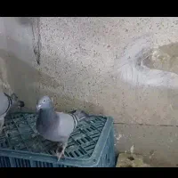 دوتا کفتر جوجه قره مینا سیاه و سبز ماده|پرنده|تربت‌حیدریه, ترمینال|دیوار