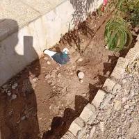 کبوتر طوقی|پرنده|اقلید, |دیوار