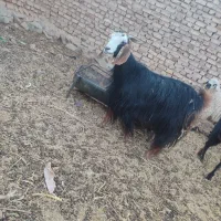 بز.