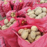 سیب زمینی جلی