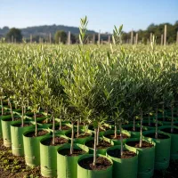 نهال زیتون درجه یک با تخفیف ۵۰ درصد|خدمات باغبانی و درختکاری|منجیل, |دیوار