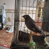 مرغ مینا دستی