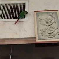 گرینچیک|پرنده|شهر ری, سرتخت|دیوار