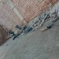 تخریب  دیوار چینی