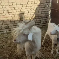 بزغاله ماده سانن ونر بز سانن|حیوانات مزرعه|تربتحیدریه, بازار|دیوار